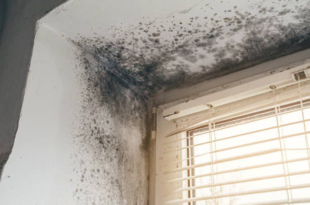 Affordable Mold Removal solutions in Worton, MD